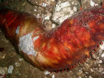 California Sea Cucumber