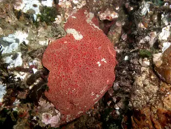 Gumboot Chiton