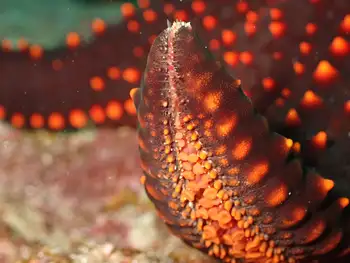 Panamic Cushion Star