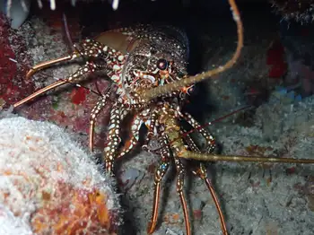Spotted Spiny Lobster
