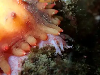 California Sea Cucumber