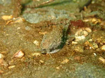 Channelled Nassa Snail