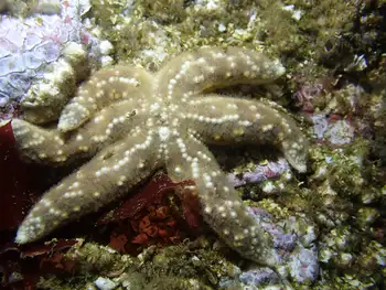 Six Rayed Star