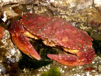 Red Rock Crab