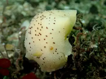 Heath's Dorid