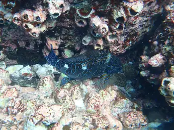 Giant Hawkfish