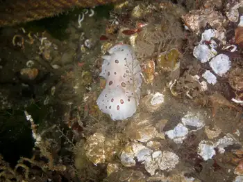Leopard Nudibranch