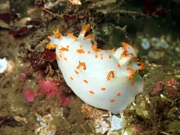 Modest Clown Nudibranch