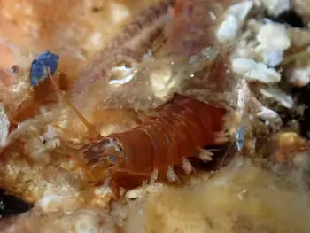 Sea Nymph