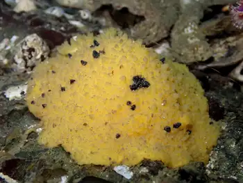 monterey sea lemon