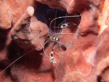 Banded Coral Shrimp