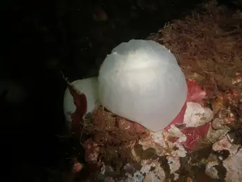 Anemone