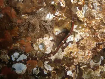 Six Lined Ribbon Worm