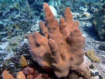 Pillar Coral