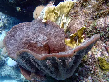 Sponge