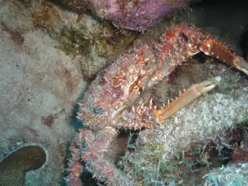 Channel Clinging Crab