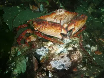 Coonstripe Shrimp