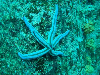 Galapagos Blue Star