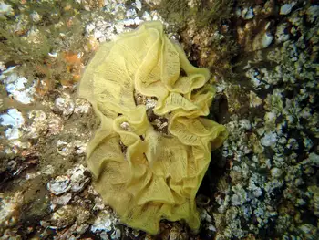 eggs noble sea lemon