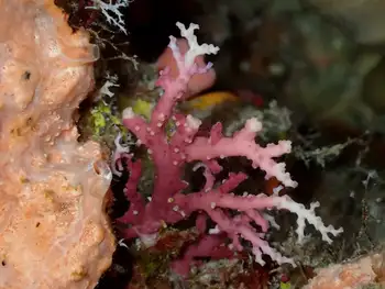 Coral