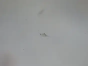 plankton