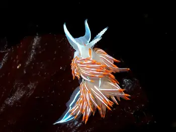 Three Lined Nudibranch