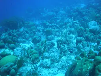Coral