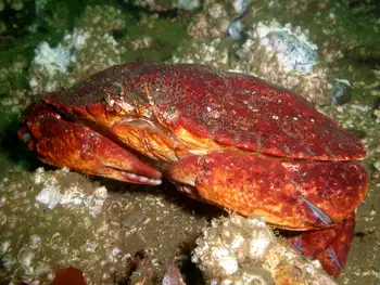 Dungeness Crab