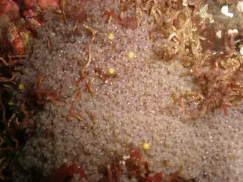 Eggs Fish