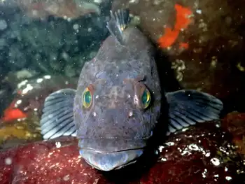 Lingcod