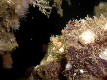Juvenile Decorator Crab