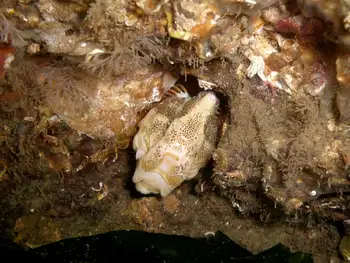 Grunt Sculpin