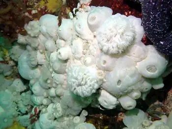 Short Plumose Anemones