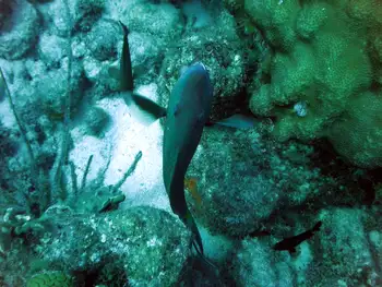 parrotfish