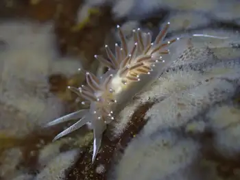 Red Flabellina Nudibranch