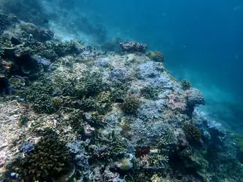 Reef
