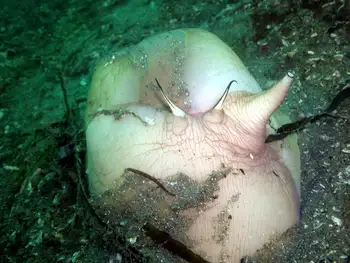 Moon Snail