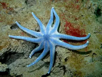 Striped Sun Star