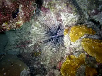 Black Sea Urchin