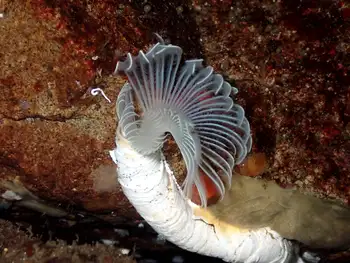 Feather Duster Worm