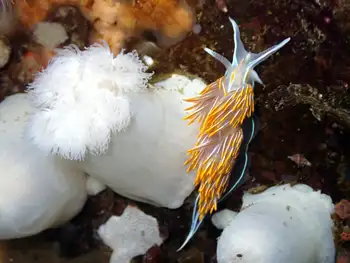 Horned Nudibranch