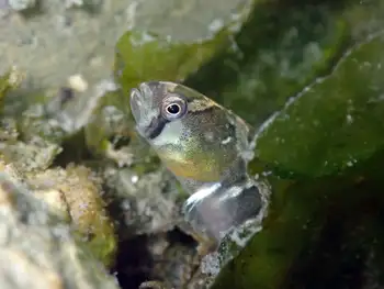 Saddleback Gunnel