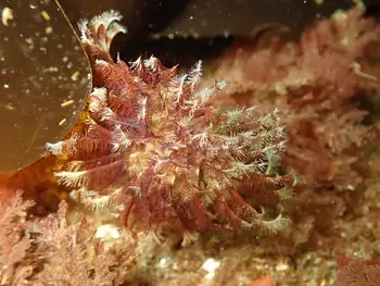 Feather Duster Worm