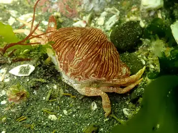 Juvenile Red Rock Crab