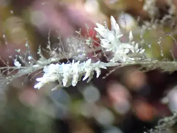 Rustic Aeolids