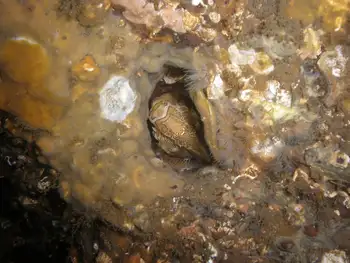 Grunt Sculpin
