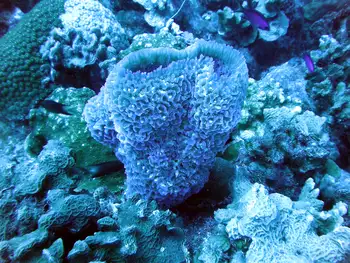 Azure Vase Sponge