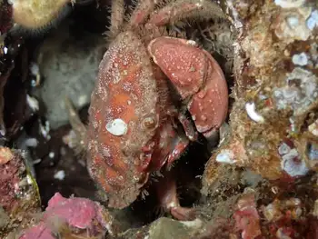 Pygmy Rock Crab