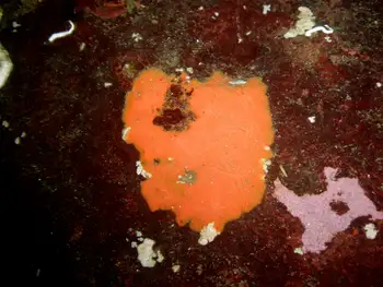 Orange Encrusting Bryozoan