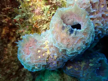 Sponge